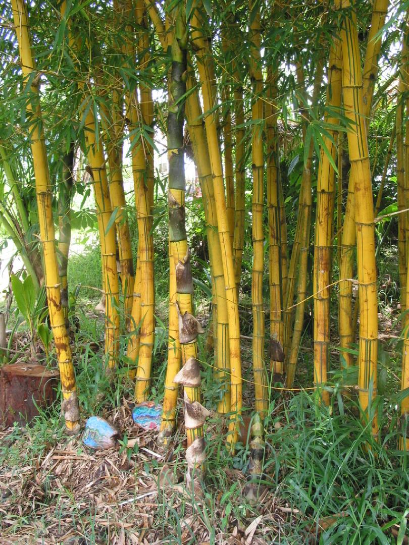 common bamboo